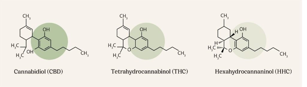 HHC VS CBD VS THC