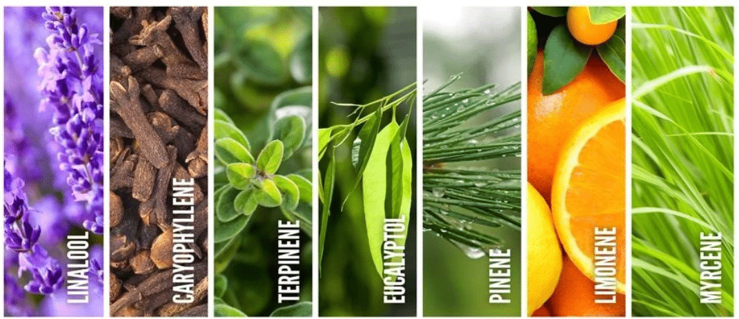 les differents terpenes