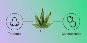 terpenes et cbd