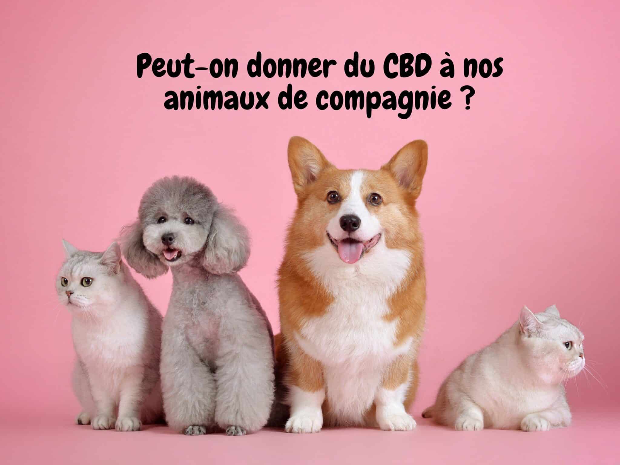 CBD pour animaux