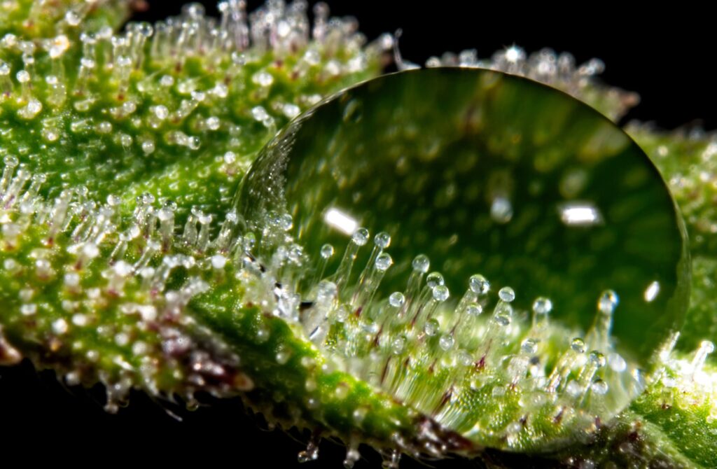 trichomes de chanvre