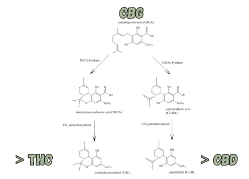 CBG , cbd, thc