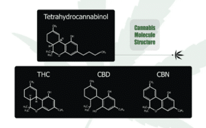 cbn vs cbd vs thc