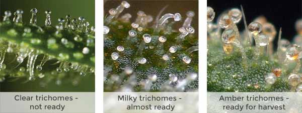 trichome maturite