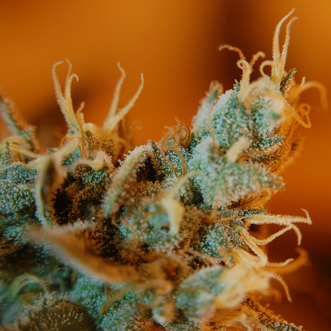 Trichomes cannabis