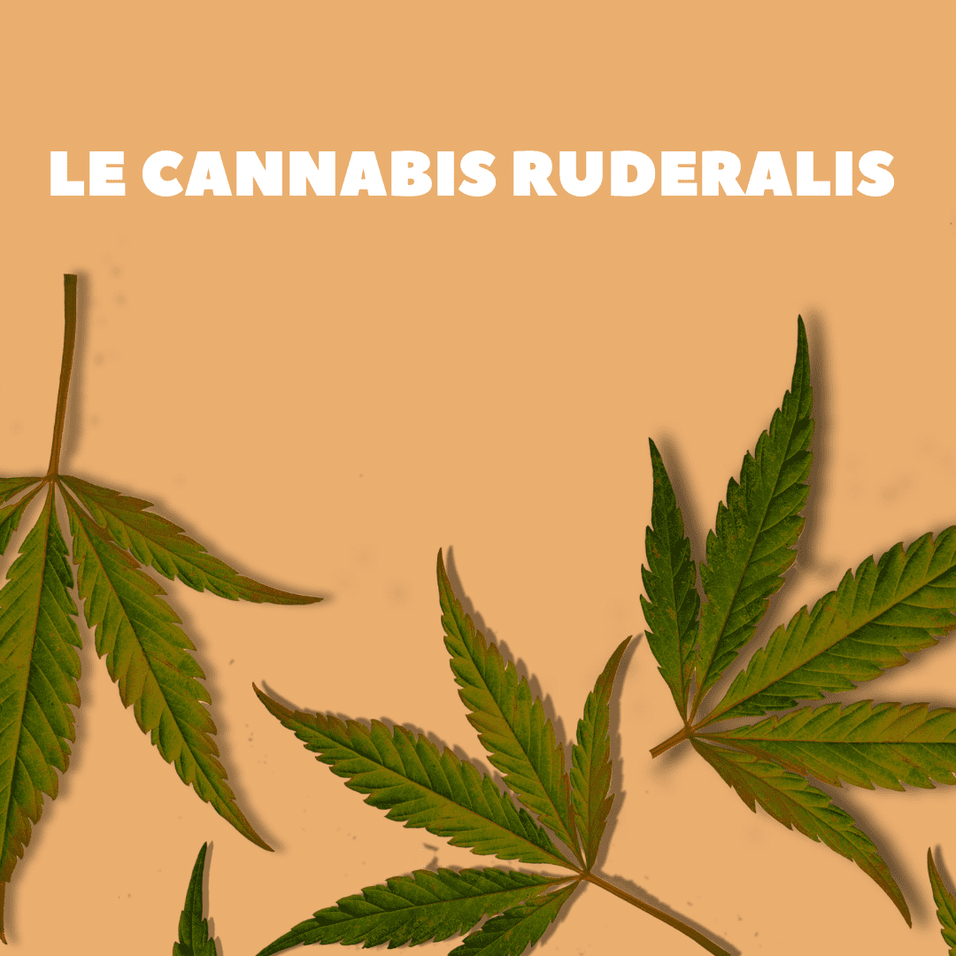 CANNABIS RUDERALIS