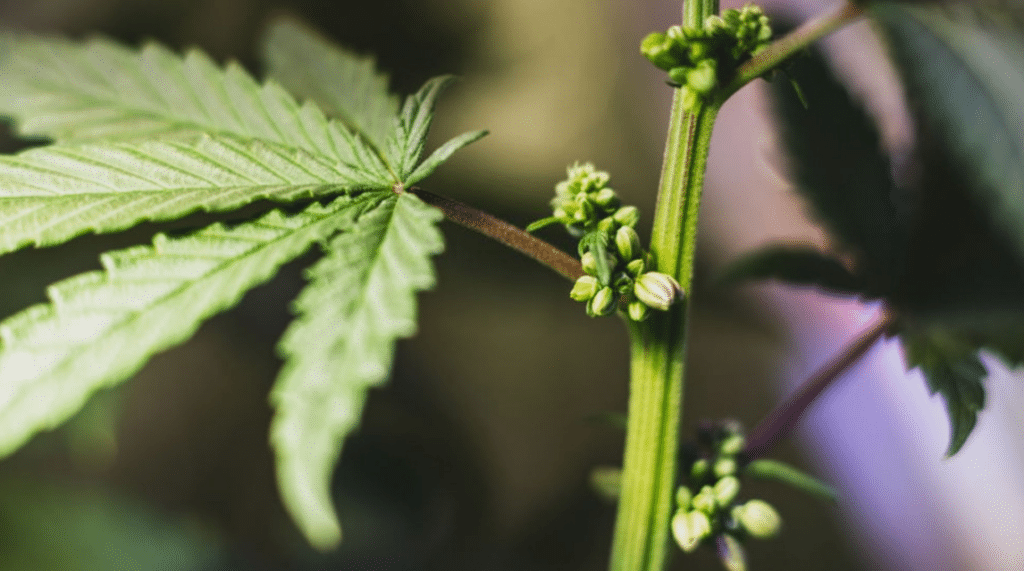 CANNABIS HERMAPHRODITE