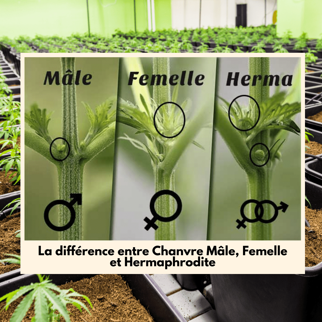 La différence entre Chanvre Mâle, Femelle et Hermaphrodite