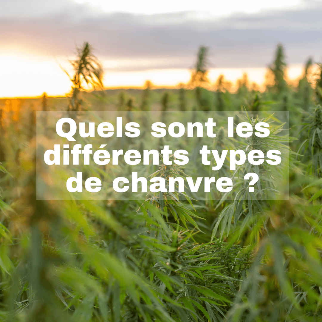 Quels sont les différents types de chanvre