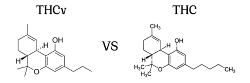 THC vd thcv