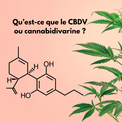 CBDV