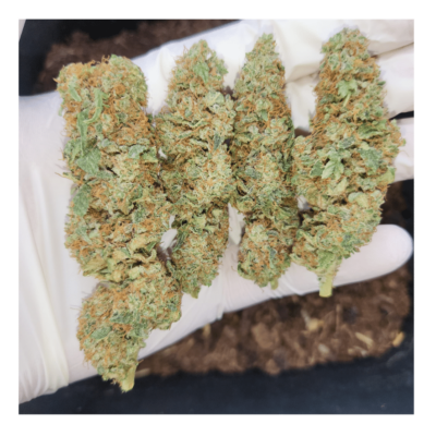 FLEURS DE CBD GOLDEN GOAT