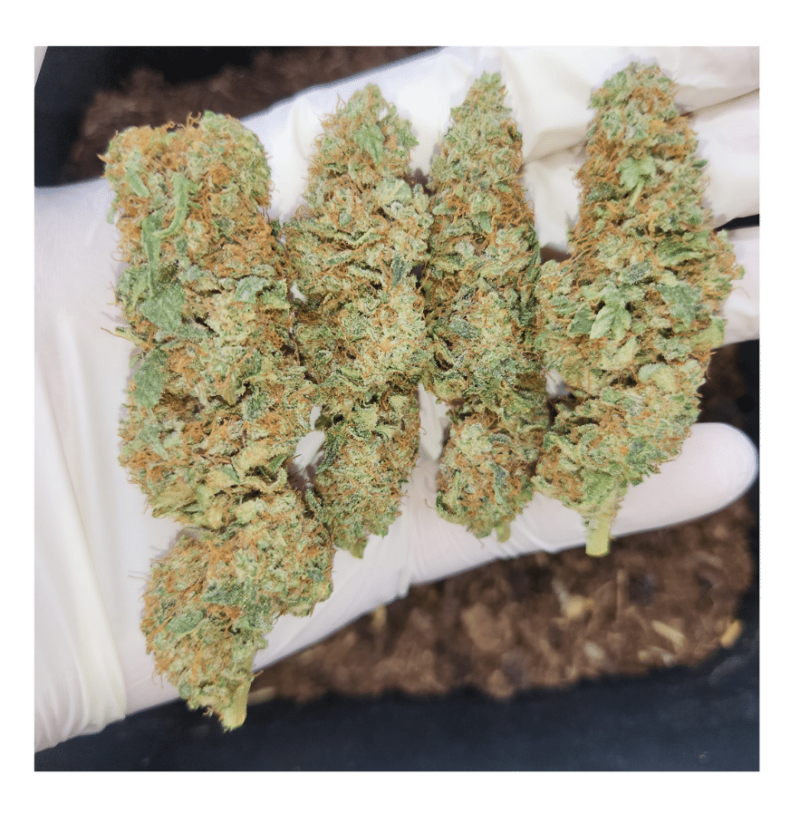 FLEURS DE CBD GOLDEN GOAT