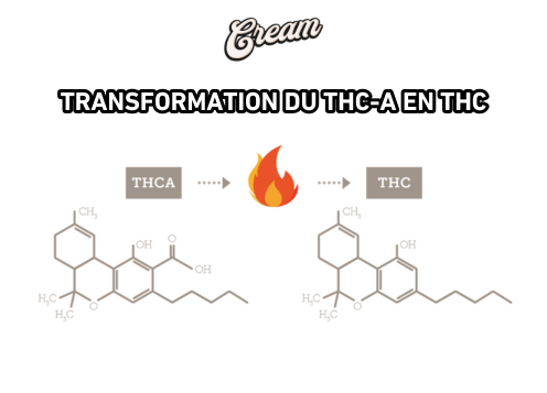 TRANSFORMATION DU THC-A EN THC