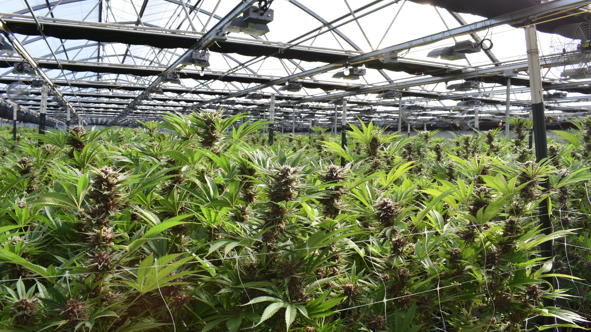 CBD GREENHOUSE